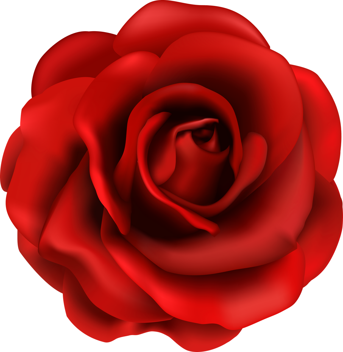 red rose flower illustration 3